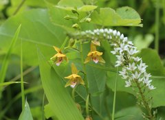 Epipactis thunbergii