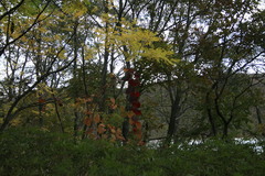 Menispermum dauricum