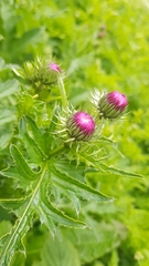 Carduus defloratus