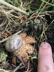Myriostoma