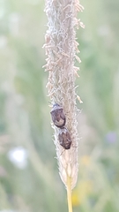 Neottiglossa pusilla