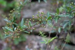 Pyracantha crenulata