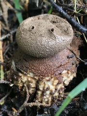 Myriostoma