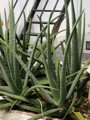 Aloe vera