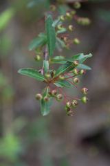 Pyracantha crenulata