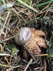Myriostoma