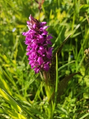 Dactylorhiza