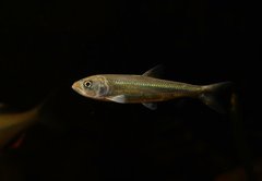 Opsariichthys bidens