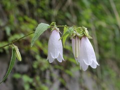 Campanula punctata hondoensis