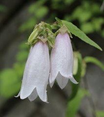 Campanula punctata hondoensis