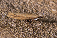 Ypsolopha unicipunctella