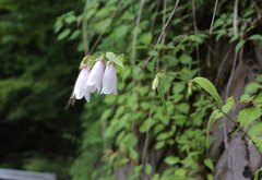 Campanula punctata hondoensis