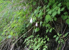 Campanula punctata hondoensis