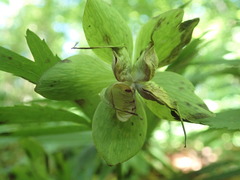 Helleborus viridis