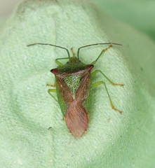 Acanthosoma haemorrhoidale