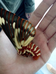 Citheronia splendens