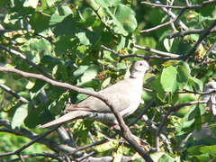 Streptopelia decaocto