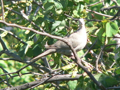 Streptopelia decaocto