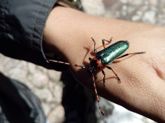 Stenaspis verticalis