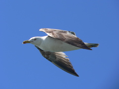 Larus michahellis