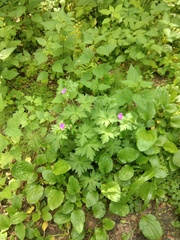 Geranium palustre