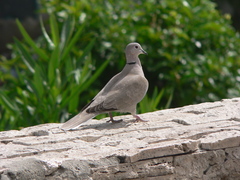 Streptopelia decaocto