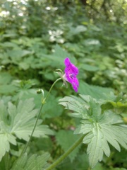Geranium palustre