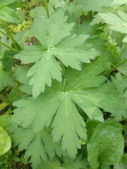 Geranium palustre