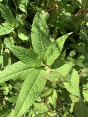 Impatiens glandulifera