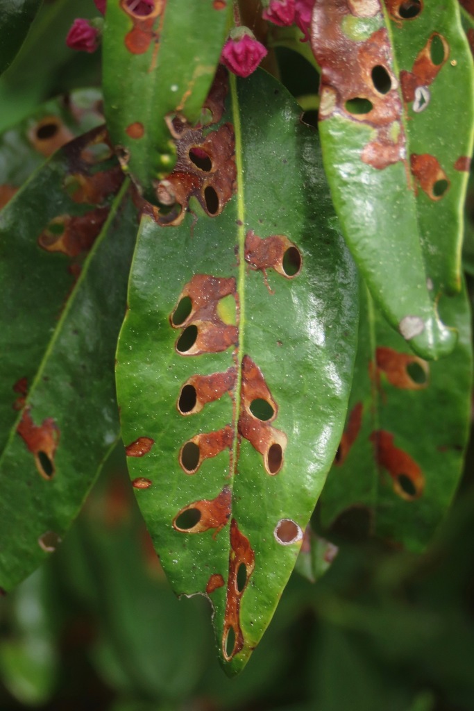 Shield-bearing Moths