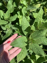 Impatiens glandulifera