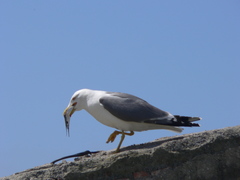 Larus michahellis