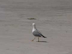 Larus michahellis