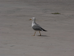 Larus michahellis