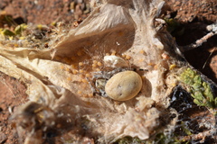 Stegodyphus tentoriicola