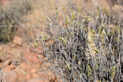 Stegodyphus tentoriicola