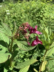 Impatiens glandulifera