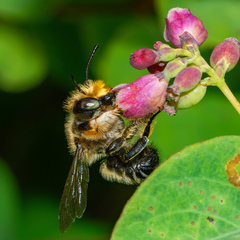 Megachile frigida