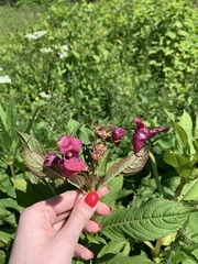 Impatiens glandulifera