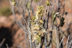 Stegodyphus tentoriicola