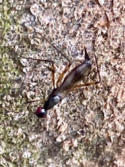 Rainieria antennaepes