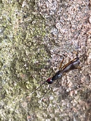 Rainieria antennaepes
