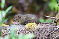 Sundasciurus everetti
