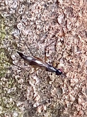 Rainieria antennaepes