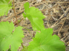 Vitis girdiana