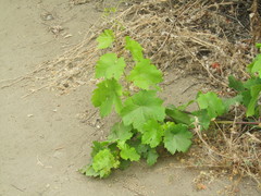 Vitis girdiana