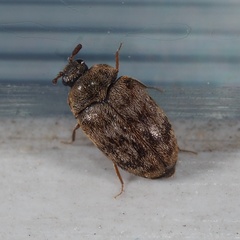 Anthrenocerus australis