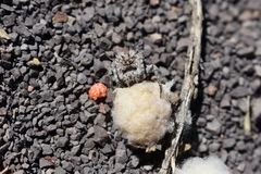 Pycnacantha