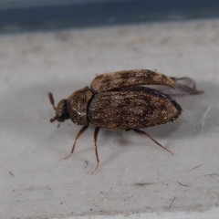 Anthrenocerus australis