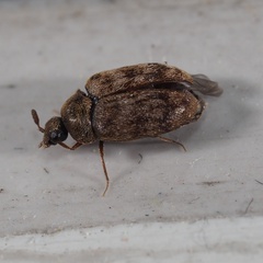 Anthrenocerus australis